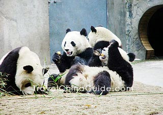 Giant pandas